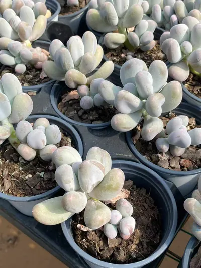 Echeveria Miko Milk Single w/ Offsets (米可奶单头带惠) succulent — wholesale bare-root export from Yunnan, China (4 of 4)