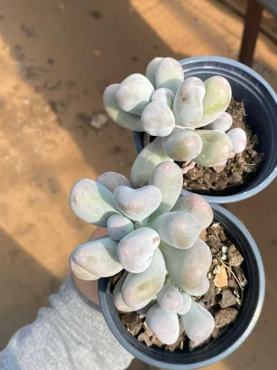 Echeveria Miko Milk Single w/ Offsets (米可奶单头带惠) succulent — wholesale bare-root export from Yunnan, China (2 of 4)