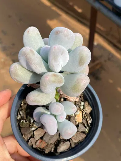 Echeveria Miko Milk Single w/ Offsets (米可奶单头带惠) succulent — wholesale bare-root export from Yunnan, China (3 of 4)