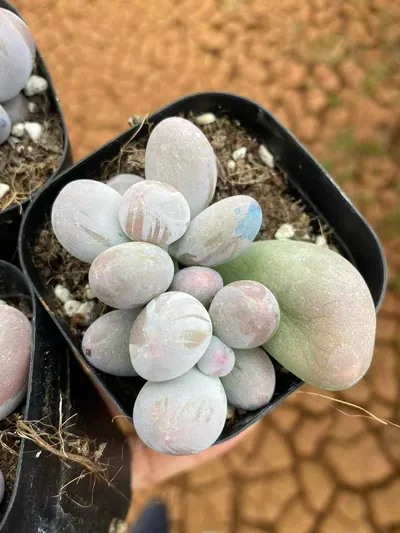 Echeveria Miko Milk Twin-head (米可奶双头) succulent — wholesale bare-root export from Yunnan, China (2 of 4)
