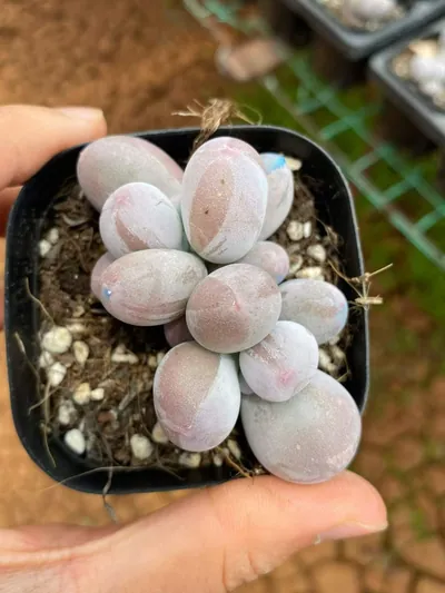 Echeveria Miko Milk Twin-head (米可奶双头) succulent — wholesale bare-root export from Yunnan, China (4 of 4)