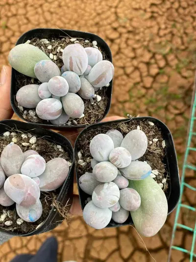 Echeveria Miko Milk Twin-head succulent — wholesale export from Yunnan, China