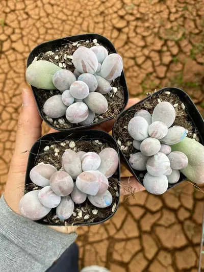 Echeveria Miko Milk Twin-head (米可奶双头) succulent — wholesale bare-root export from Yunnan, China (3 of 4)