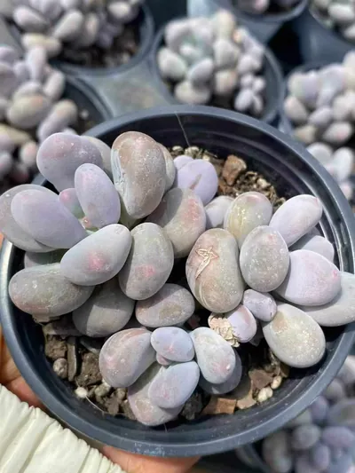 Pachyphytum Milk Beauty Cluster (奶美人群) succulent — wholesale bare-root export from Yunnan, China (3 of 4)