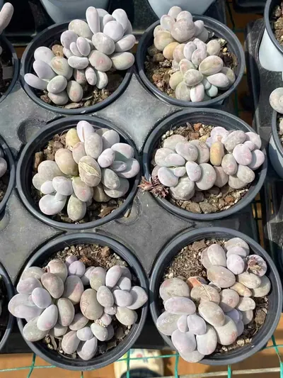 Pachyphytum Milk Beauty Cluster (奶美人群) succulent — wholesale bare-root export from Yunnan, China (4 of 4)