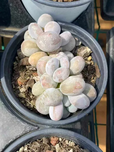 Pachyphytum Milk Beauty Cluster (奶美人群) succulent — wholesale bare-root export from Yunnan, China (2 of 4)
