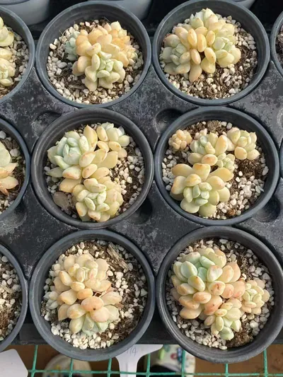 Echeveria Milk Dragon Cluster (奶龙群) succulent — wholesale bare-root export from Yunnan, China (4 of 5)