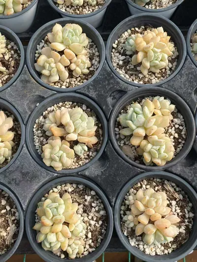 Echeveria Milk Dragon Cluster (奶龙群) succulent — wholesale bare-root export from Yunnan, China (5 of 5)