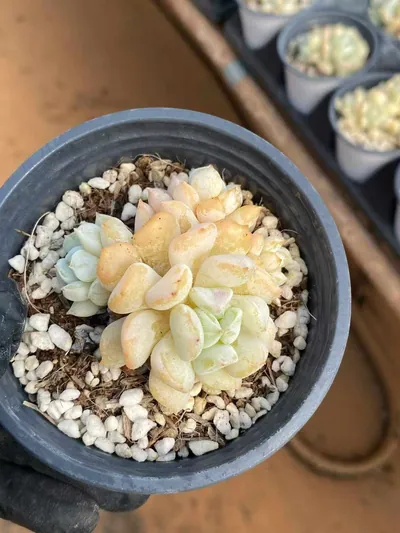 Echeveria Milk Dragon Cluster (奶龙群) succulent — wholesale bare-root export from Yunnan, China (2 of 5)
