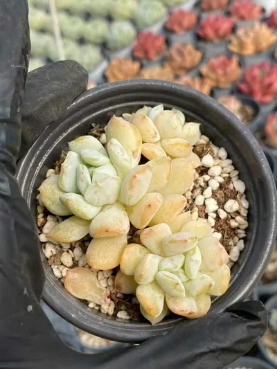 Echeveria Milk Dragon Cluster (奶龙群) succulent — wholesale bare-root export from Yunnan, China (3 of 5)