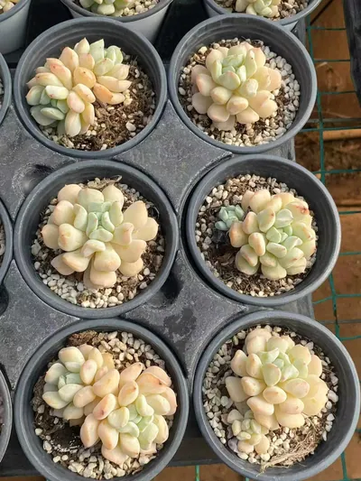 Echeveria Milk Dragon, Single & Twin-head (奶龙单双头) succulent — wholesale bare-root export from Yunnan, China (3 of 5)