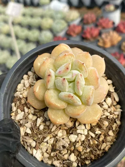 Echeveria Milk Dragon, Single & Twin-head succulent — wholesale export from Yunnan, China