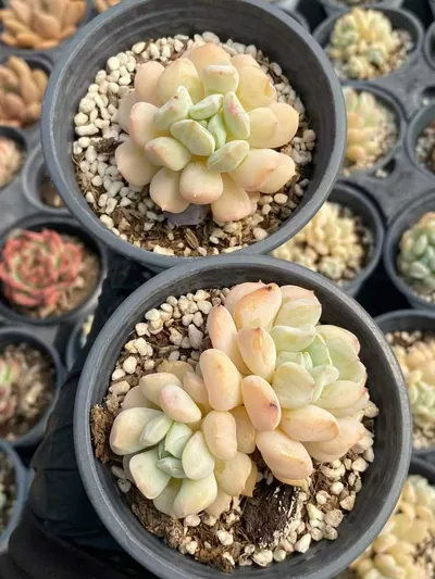 Echeveria Milk Dragon, Single & Twin-head (奶龙单双头) succulent — wholesale bare-root export from Yunnan, China (4 of 5)