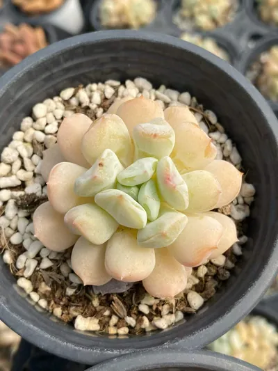 Echeveria Milk Dragon, Single & Twin-head (奶龙单双头) succulent — wholesale bare-root export from Yunnan, China (5 of 5)