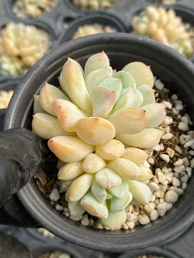 Echeveria Milk Dragon, Single & Twin-head (奶龙单双头) succulent — wholesale bare-root export from Yunnan, China (2 of 5)