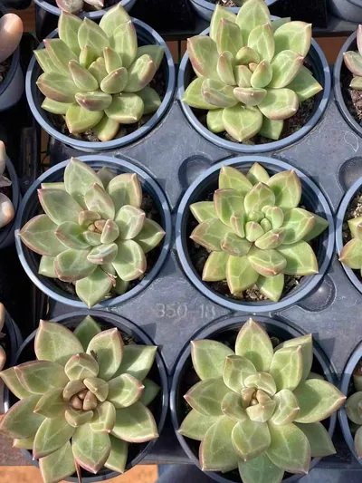 Echeveria Misty Bubble (迷雾泡泡) succulent — wholesale bare-root export from Yunnan, China (3 of 4)