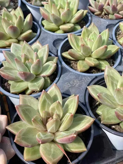 Echeveria Misty Bubble (迷雾泡泡) succulent — wholesale bare-root export from Yunnan, China (4 of 4)