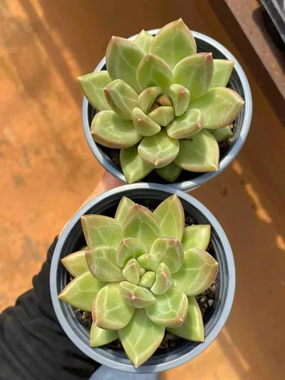 Echeveria Misty Bubble (迷雾泡泡) succulent — wholesale bare-root export from Yunnan, China (2 of 4)