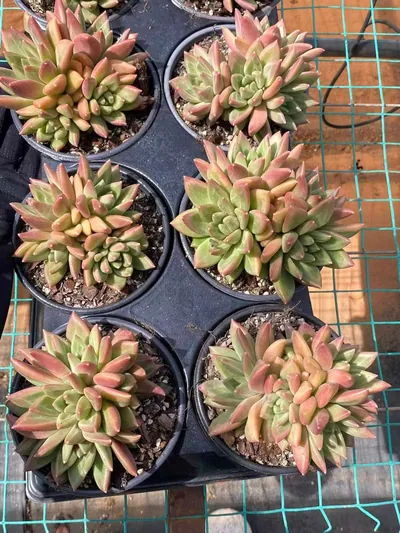Echeveria Misty Bubble Cluster (迷雾泡泡群) succulent — wholesale bare-root export from Yunnan, China (5 of 6)