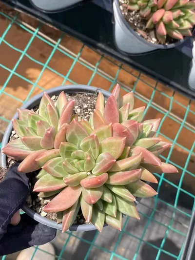 Echeveria Misty Bubble Cluster (迷雾泡泡群) succulent — wholesale bare-root export from Yunnan, China (3 of 6)