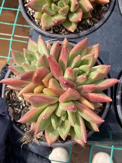 Echeveria Misty Bubble Cluster succulent — wholesale export from Yunnan, China