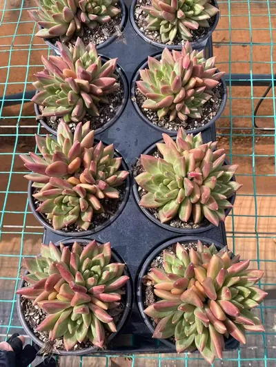 Echeveria Misty Bubble Cluster (迷雾泡泡群) succulent — wholesale bare-root export from Yunnan, China (2 of 6)