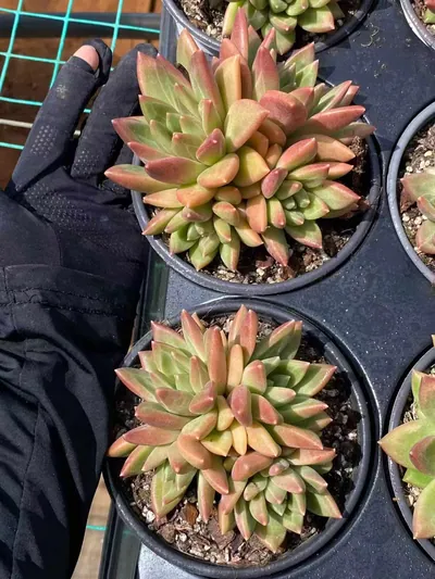 Echeveria Misty Bubble Cluster (迷雾泡泡群) succulent — wholesale bare-root export from Yunnan, China (4 of 6)