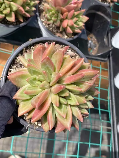 Echeveria Misty Bubble Cluster (迷雾泡泡群) succulent — wholesale bare-root export from Yunnan, China (6 of 6)