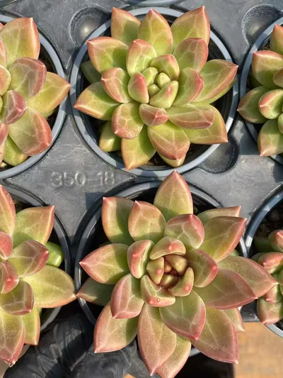 Echeveria Misty Bubble Single (迷雾泡泡单头) succulent — wholesale bare-root export from Yunnan, China (3 of 4)