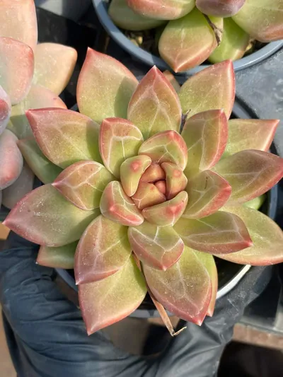 Echeveria Misty Bubble Single succulent — wholesale export from Yunnan, China