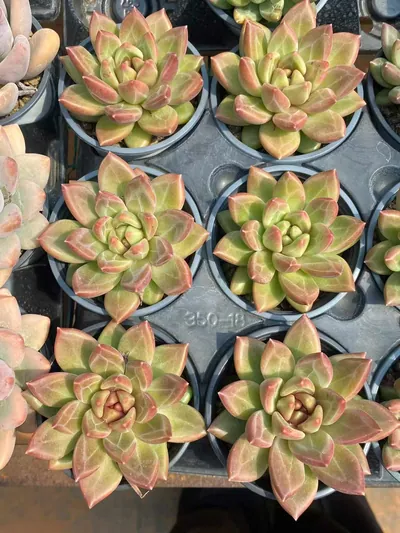 Echeveria Misty Bubble Single (迷雾泡泡单头) succulent — wholesale bare-root export from Yunnan, China (2 of 4)