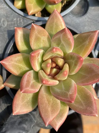 Echeveria Misty Bubble Single (迷雾泡泡单头) succulent — wholesale bare-root export from Yunnan, China (4 of 4)