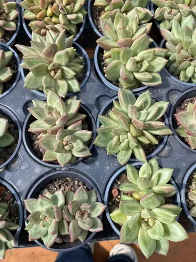 Echeveria Misty Bubble Twin-head (迷雾泡泡双头) succulent — wholesale bare-root export from Yunnan, China (2 of 4)