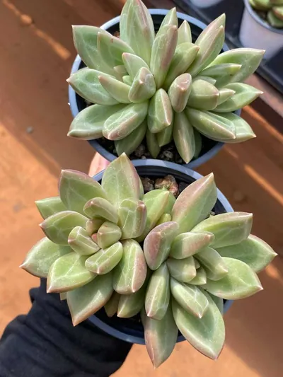 Echeveria Misty Bubble Twin-head (迷雾泡泡双头) succulent — wholesale bare-root export from Yunnan, China (3 of 4)