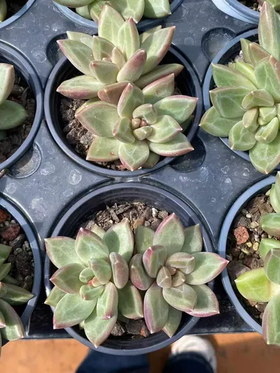 Echeveria Misty Bubble Twin-head (迷雾泡泡双头) succulent — wholesale bare-root export from Yunnan, China (4 of 4)