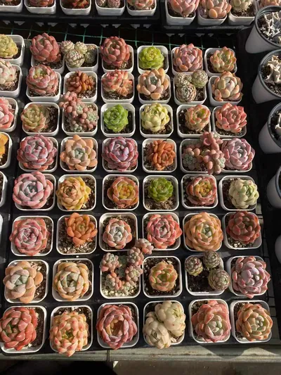 Echeveria Mixed Assortment (套餐混) succulent — wholesale bare-root export from Yunnan, China (5 of 5)