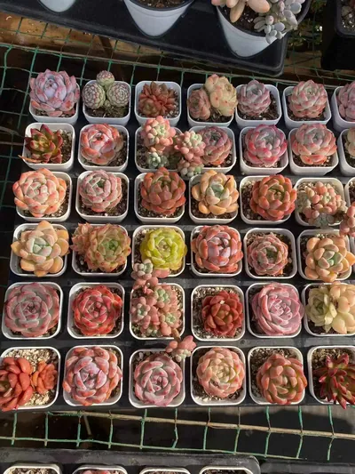 Echeveria Mixed Assortment succulent — wholesale export from Yunnan, China