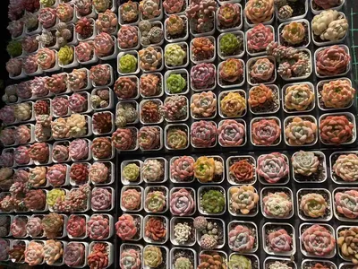 Echeveria Mixed Assortment (套餐混) succulent — wholesale bare-root export from Yunnan, China (2 of 5)