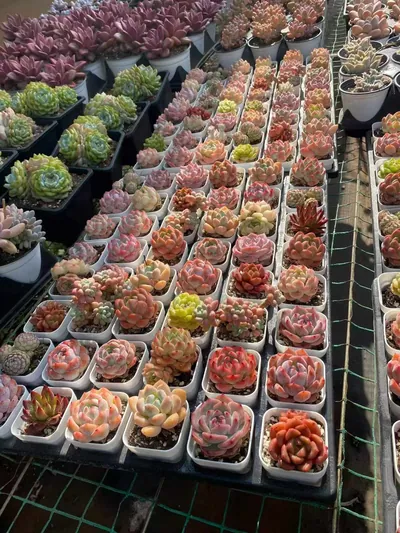 Echeveria Mixed Assortment (套餐混) succulent — wholesale bare-root export from Yunnan, China (4 of 5)