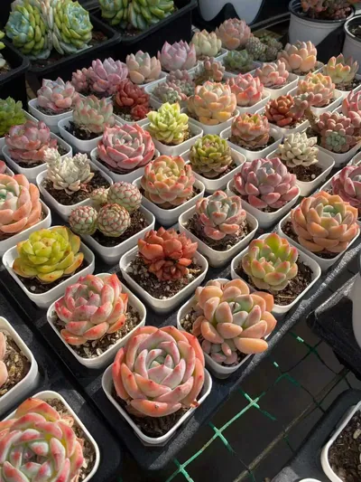 Echeveria Mixed Assortment (套餐混) succulent — wholesale bare-root export from Yunnan, China (3 of 5)