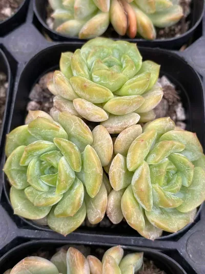 Echeveria Molten Crystal Cluster succulent — wholesale export from Yunnan, China