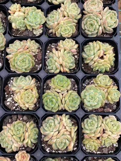 Echeveria Molten Crystal Cluster (熔晶群) succulent — wholesale bare-root export from Yunnan, China (4 of 6)