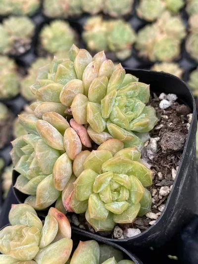 Echeveria Molten Crystal Cluster (熔晶群) succulent — wholesale bare-root export from Yunnan, China (5 of 6)