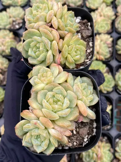 Echeveria Molten Crystal Cluster (熔晶群) succulent — wholesale bare-root export from Yunnan, China (6 of 6)