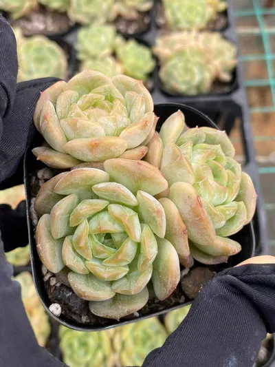 Echeveria Molten Crystal Cluster (熔晶群) succulent — wholesale bare-root export from Yunnan, China (3 of 6)