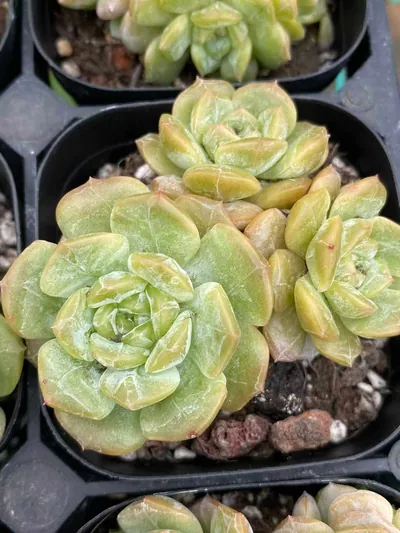 Echeveria Molten Crystal Cluster (熔晶群) succulent — wholesale bare-root export from Yunnan, China (2 of 6)