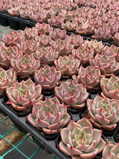 Echeveria Moncarpa (蒙卡) succulent — wholesale bare-root export from Yunnan, China (2 of 3)
