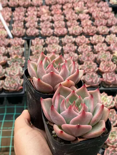 Echeveria Moncarpa (蒙卡) succulent — wholesale bare-root export from Yunnan, China (3 of 3)