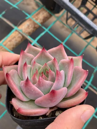 Echeveria Moncarpa succulent — wholesale export from Yunnan, China