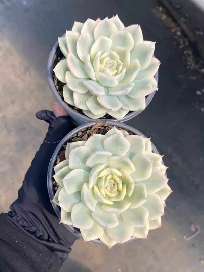 Echeveria Moon Fairy Variegated (月亮仙子锦) succulent — wholesale bare-root export from Yunnan, China (2 of 4)